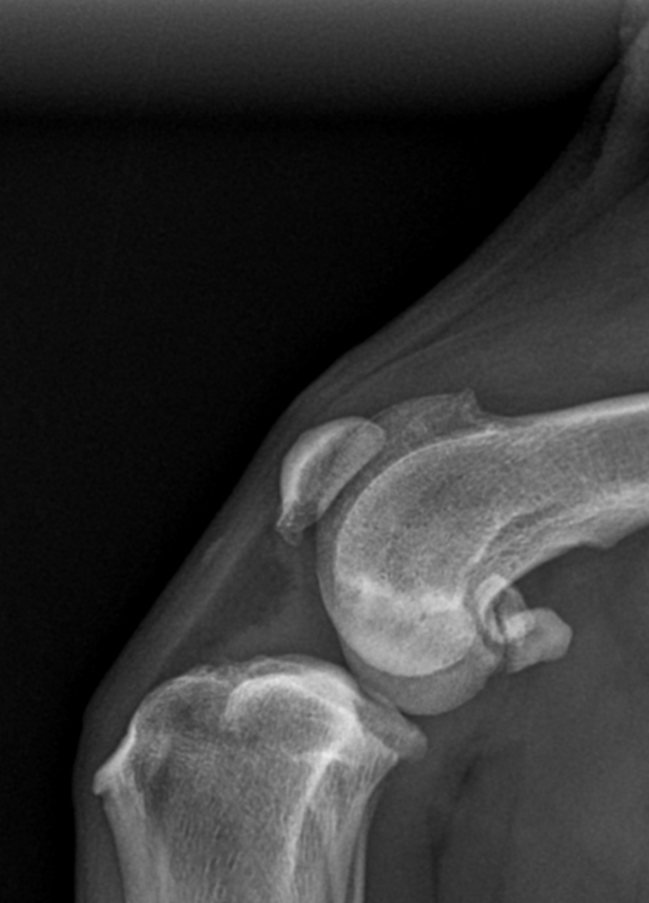 Raw lateral stifle radiograph of a dog before any planning